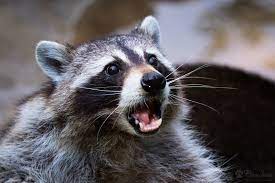 Racoon with mouth open