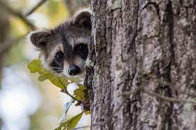 Racoon looking at camera from right side of a tree
