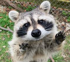 Racoon with paws up looking at camera