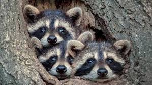 3 smalls racoons