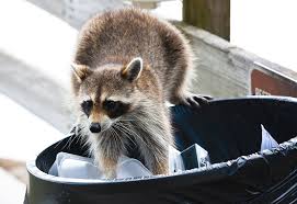 Racoon standing over trash can